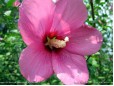 HIBISCUS SYRIACUS